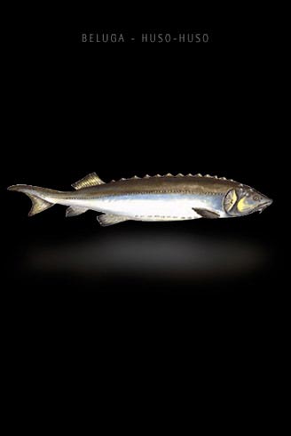 CT Oceane : Le caviar - Russes et Iraniens (Beluga…)