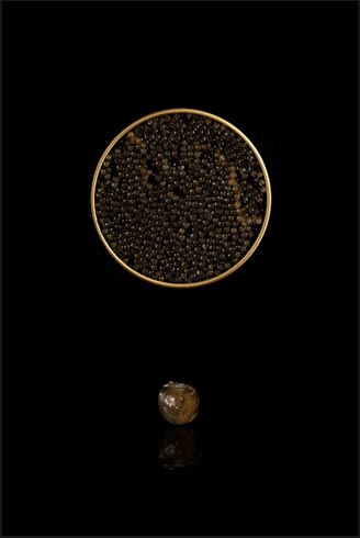 CT Oceane : Le caviar - Sauvage du Mississippi